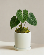 Philodendron Gloriosum