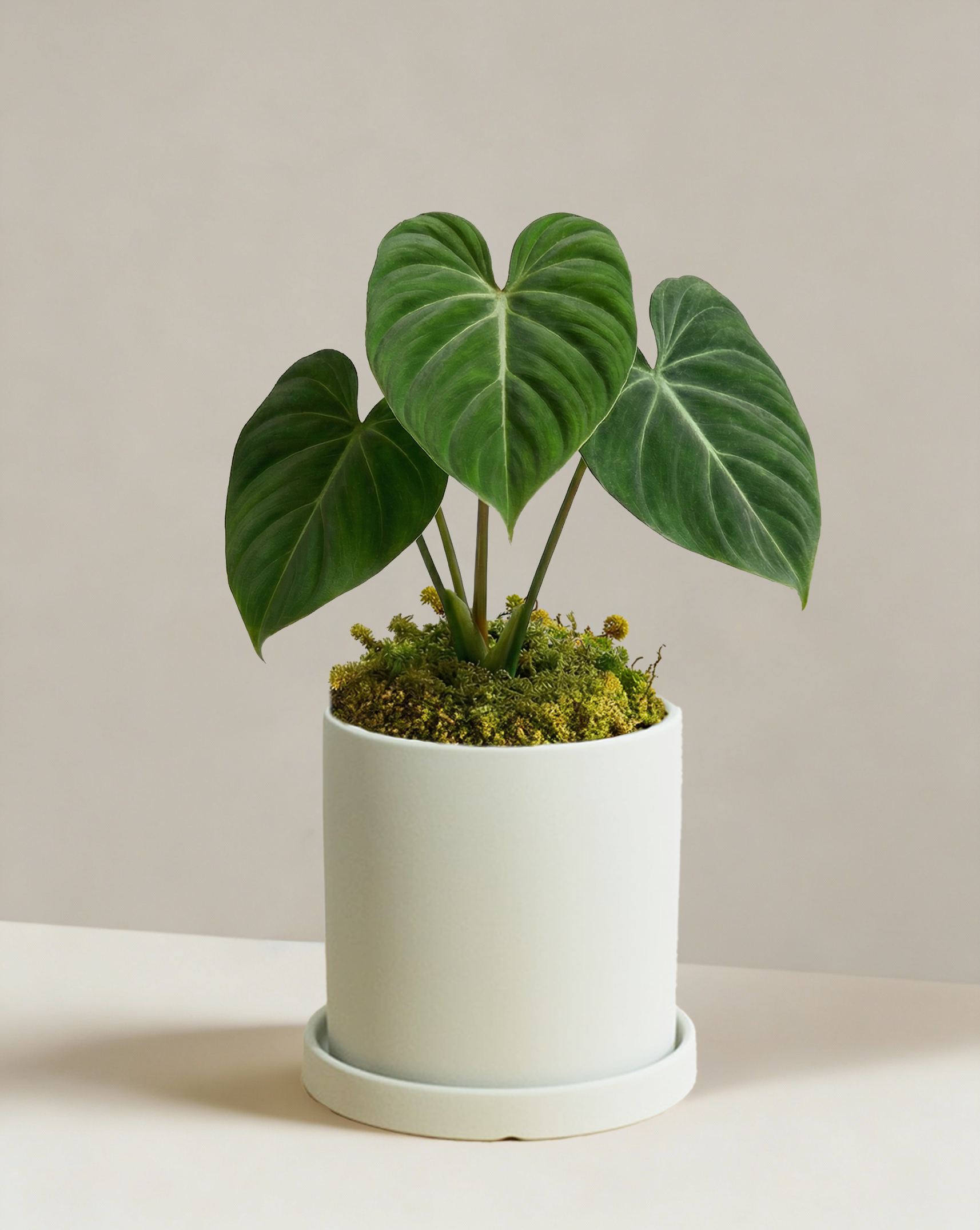 philodendron gloriosum buy europe Philodendron Gloriosum | Velvet Leaf Creeper