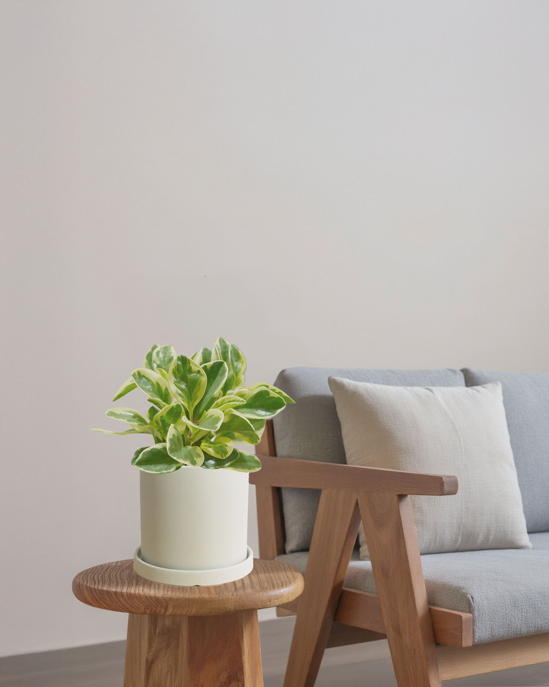 Peperomia Variegated