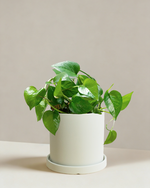 Pothos Green Dragon