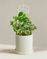 Pothos Snow Queen