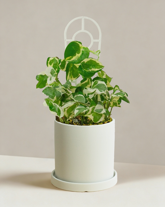 Pothos Snow Queen