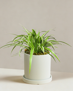 Spider Plant