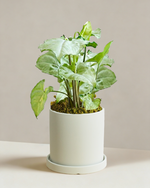 Syngonium Silver Fox