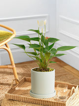 White Anthurium Andraeanum