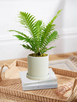 Silver Lady Fern