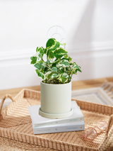 Pothos Snow Queen