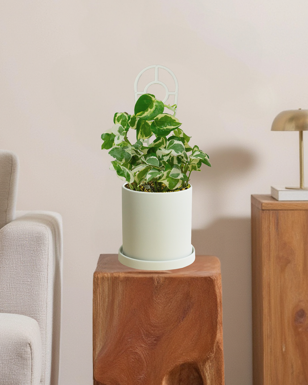 Pothos Snow Queen