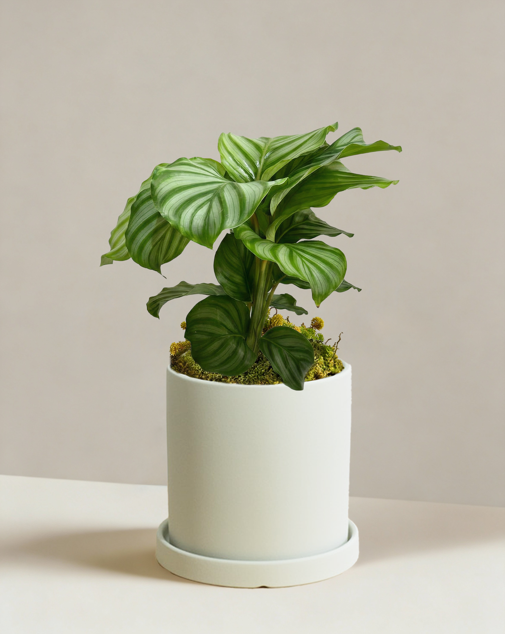 prayer plant calathea orbifolia Calathea Orbifolia | Round Leaf Prayer Plant