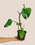 Philodendron White Knight – Plantgems