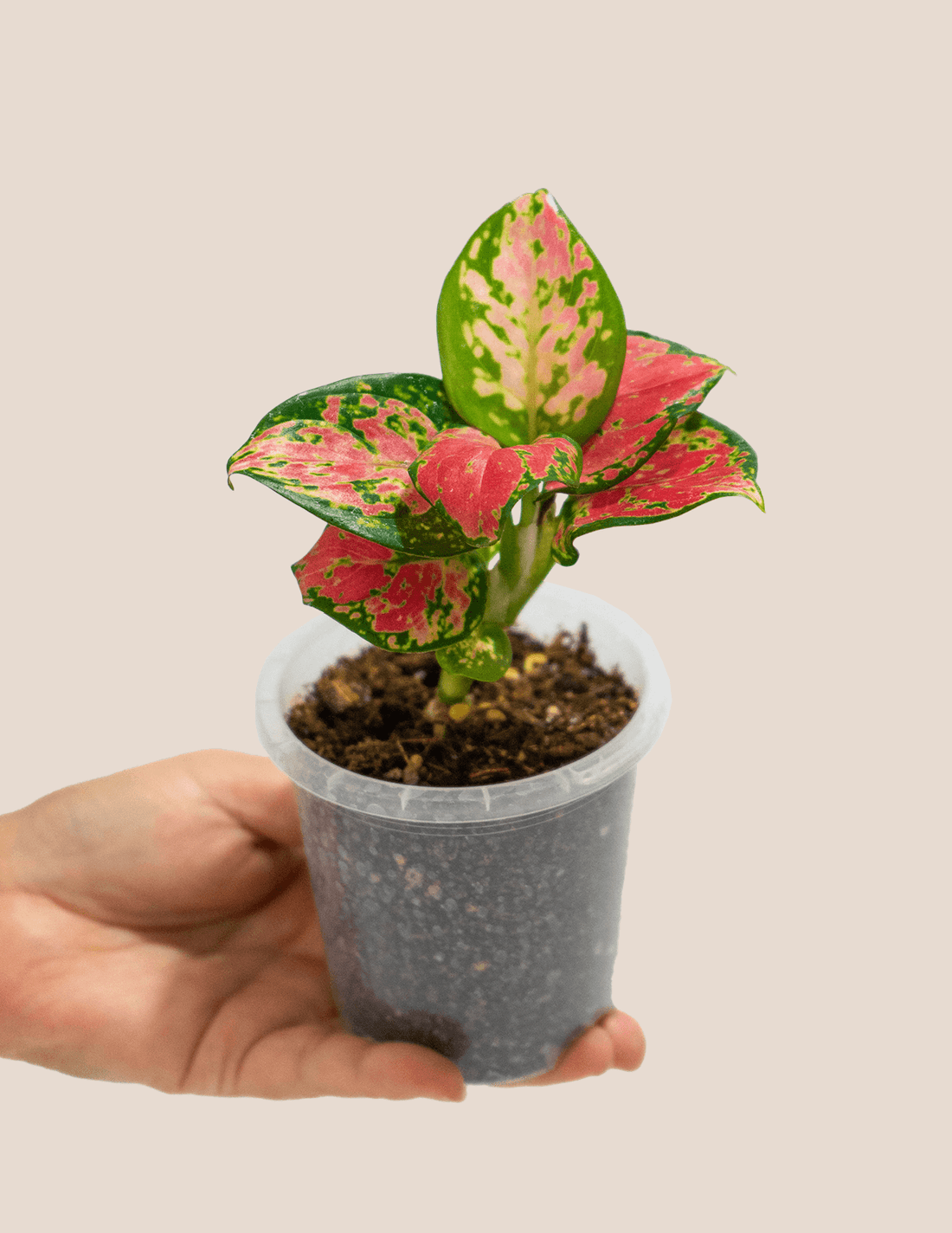 Aglaonema Red Valentine Mini – Plantgems
