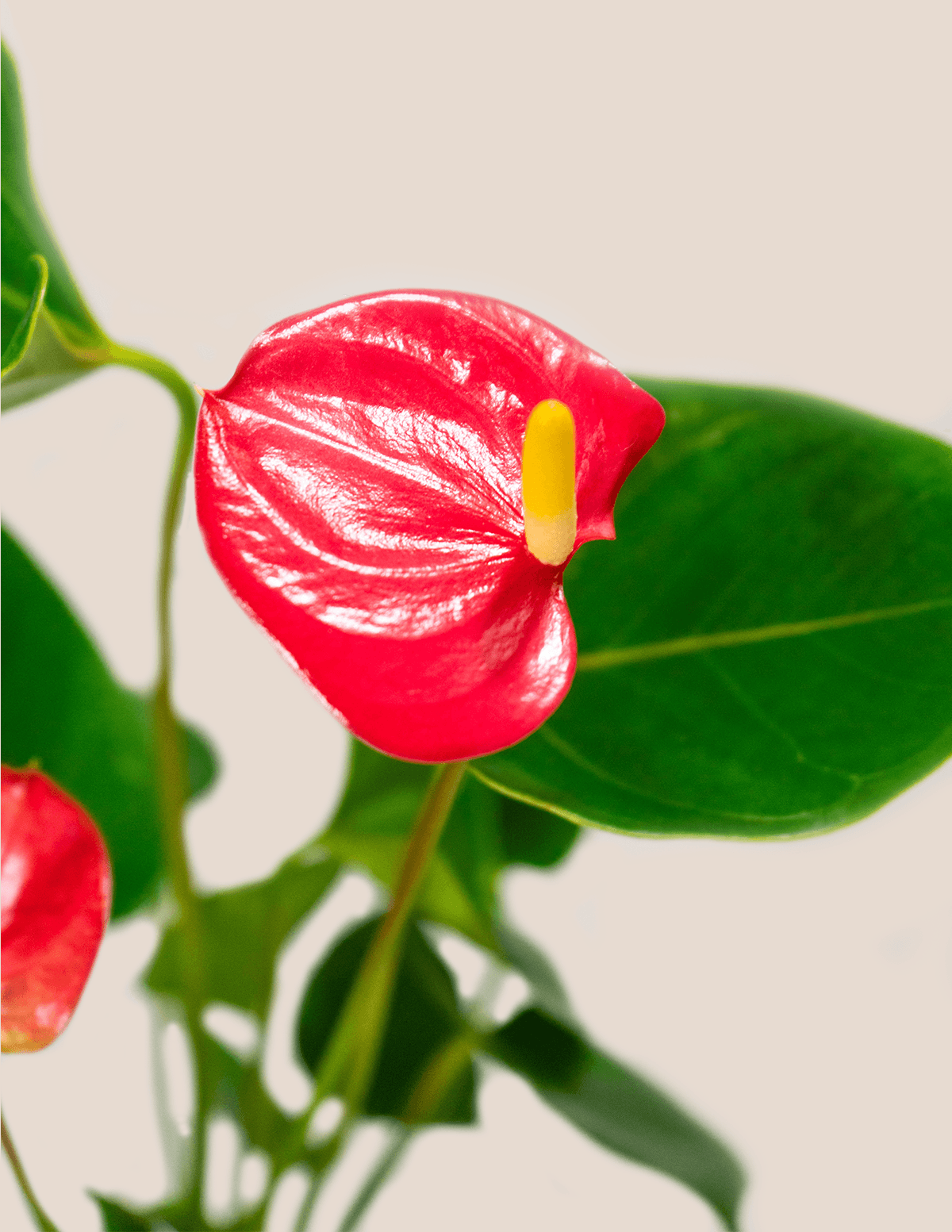 Pink Anthurium Andraeanum – Plantgems