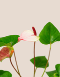 White & Pink Anthurium Andraeanum – Plantgems