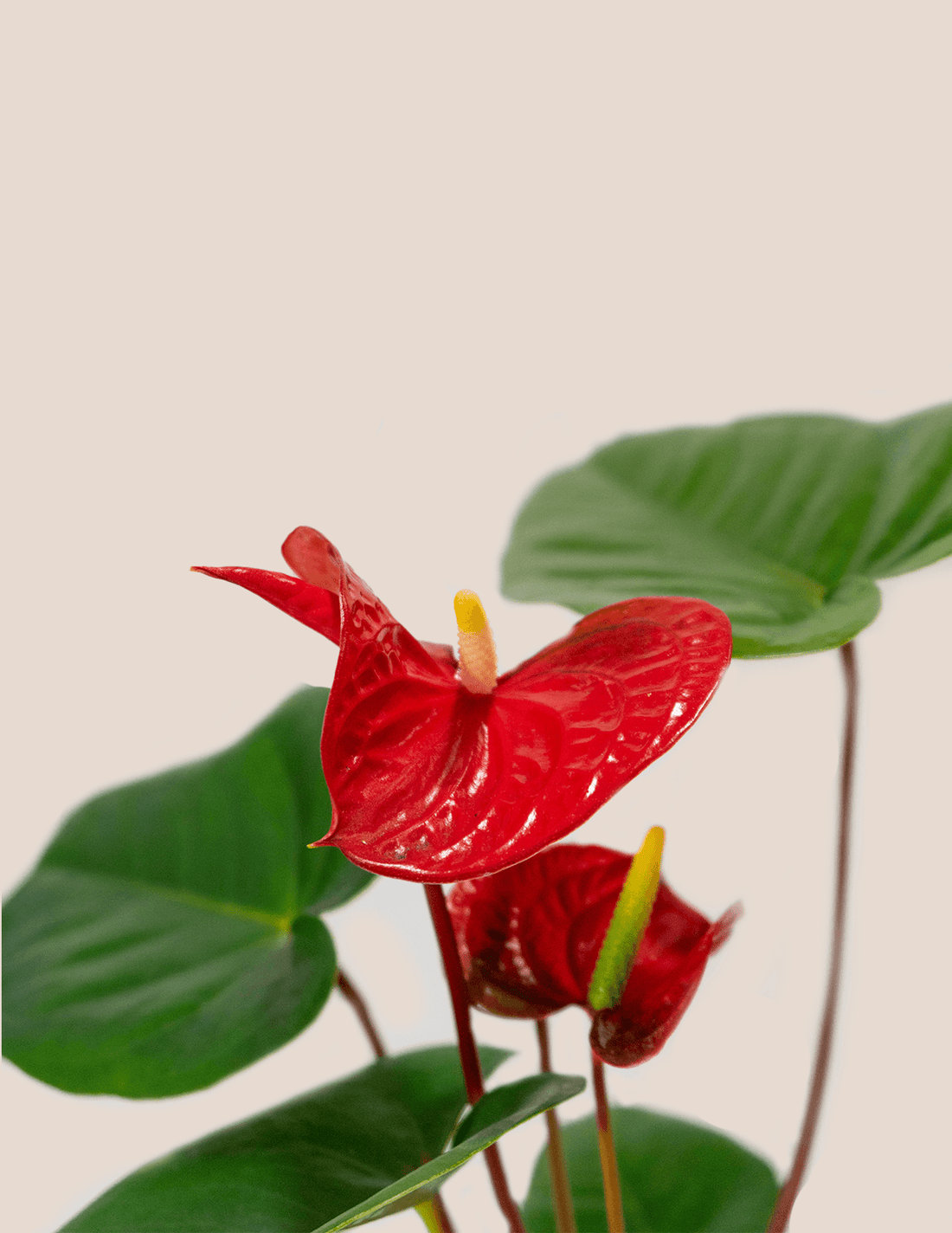 Red Anthurium Andraeanum – Plantgems