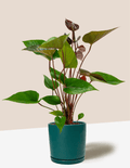 Paris Black Anthurium Andraeanum – Plantgems