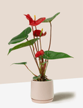 Red Anthurium Andraeanum – Plantgems