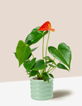 Orange Anthurium Andraeanum – Plantgems