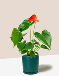 Orange Anthurium Andraeanum – Plantgems