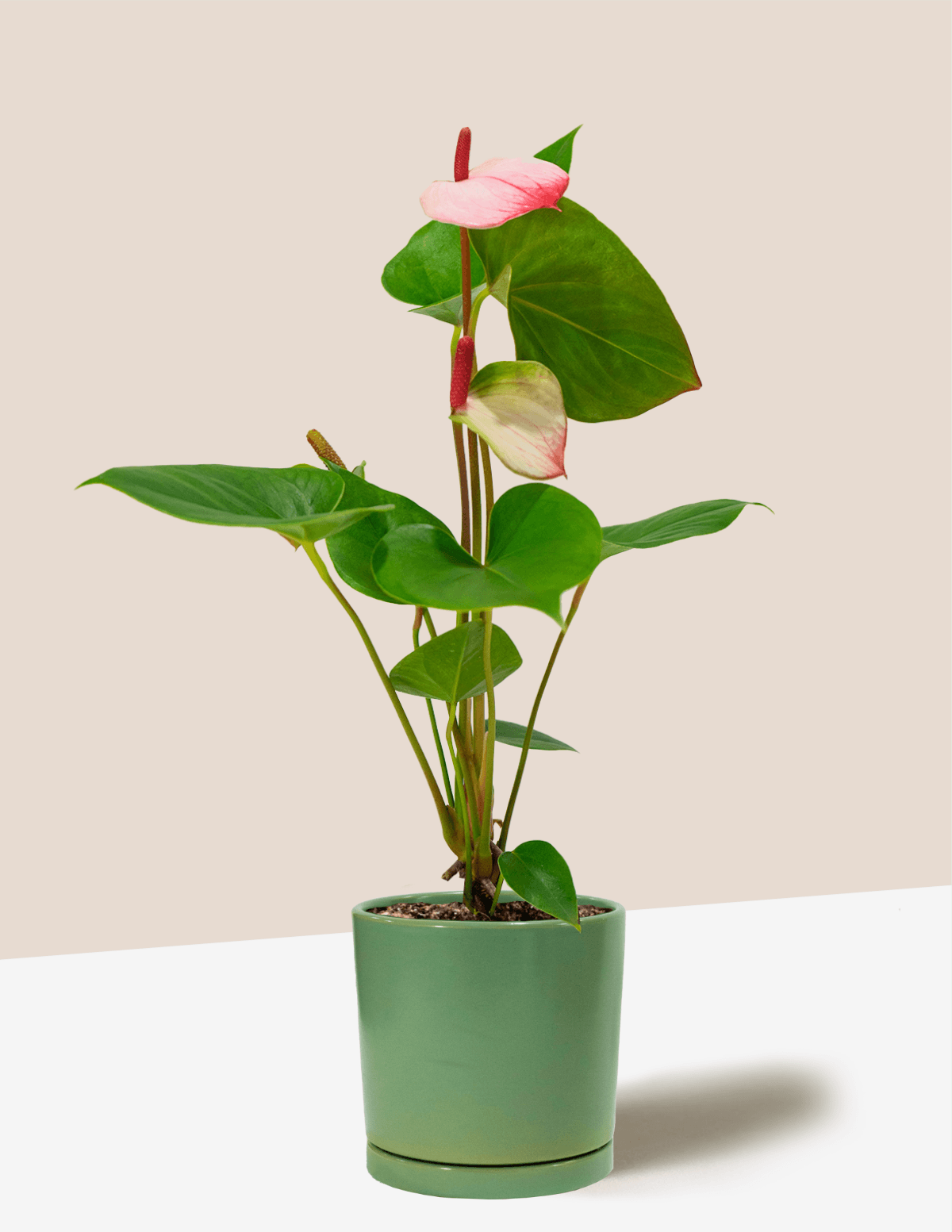 White & Pink Anthurium Andraeanum – Plantgems