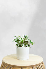 Calathea White Fusion