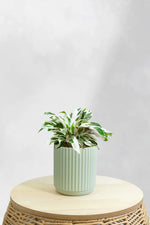 Calathea White Fusion