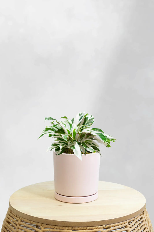 Calathea White Fusion