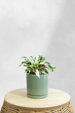 Calathea White Fusion