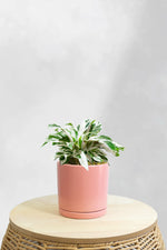 Calathea White Fusion