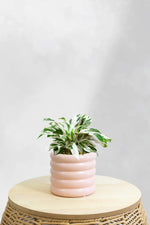 Calathea White Fusion