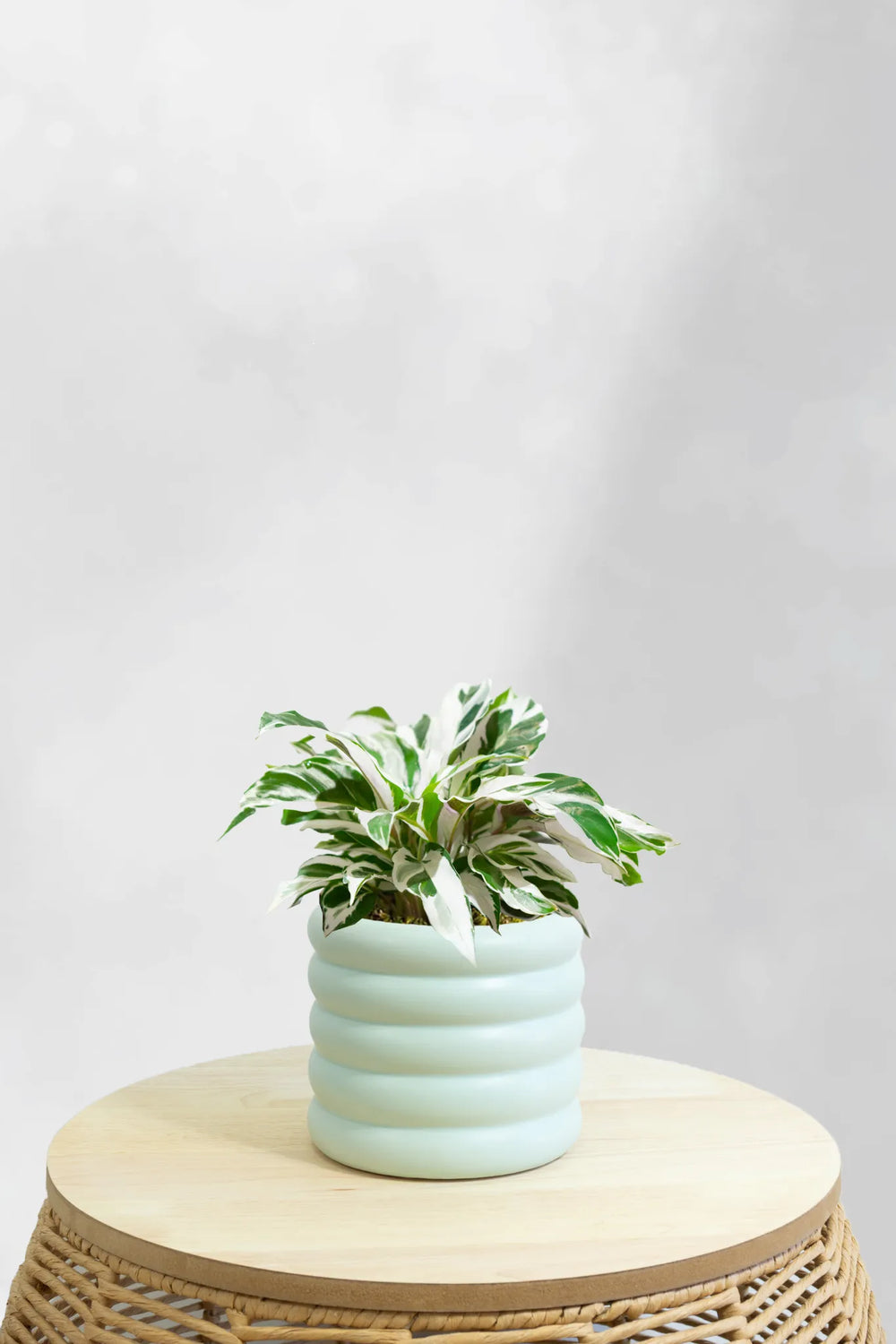 Calathea White Fusion