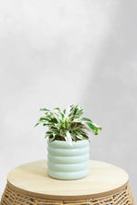 Calathea White Fusion