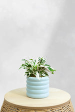 Calathea White Fusion