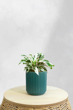 Calathea White Fusion