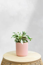 Calathea White Fusion