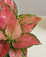 Aglaonema Auspicious Red