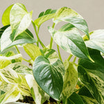 Pothos Marble Queen