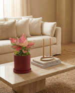 Aglaonema Auspicious Red