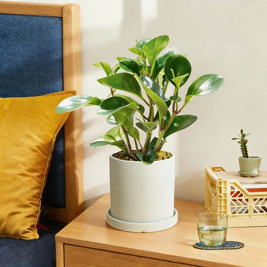 Peperomia Obtipan Green