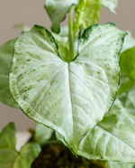 Syngonium Silver Fox