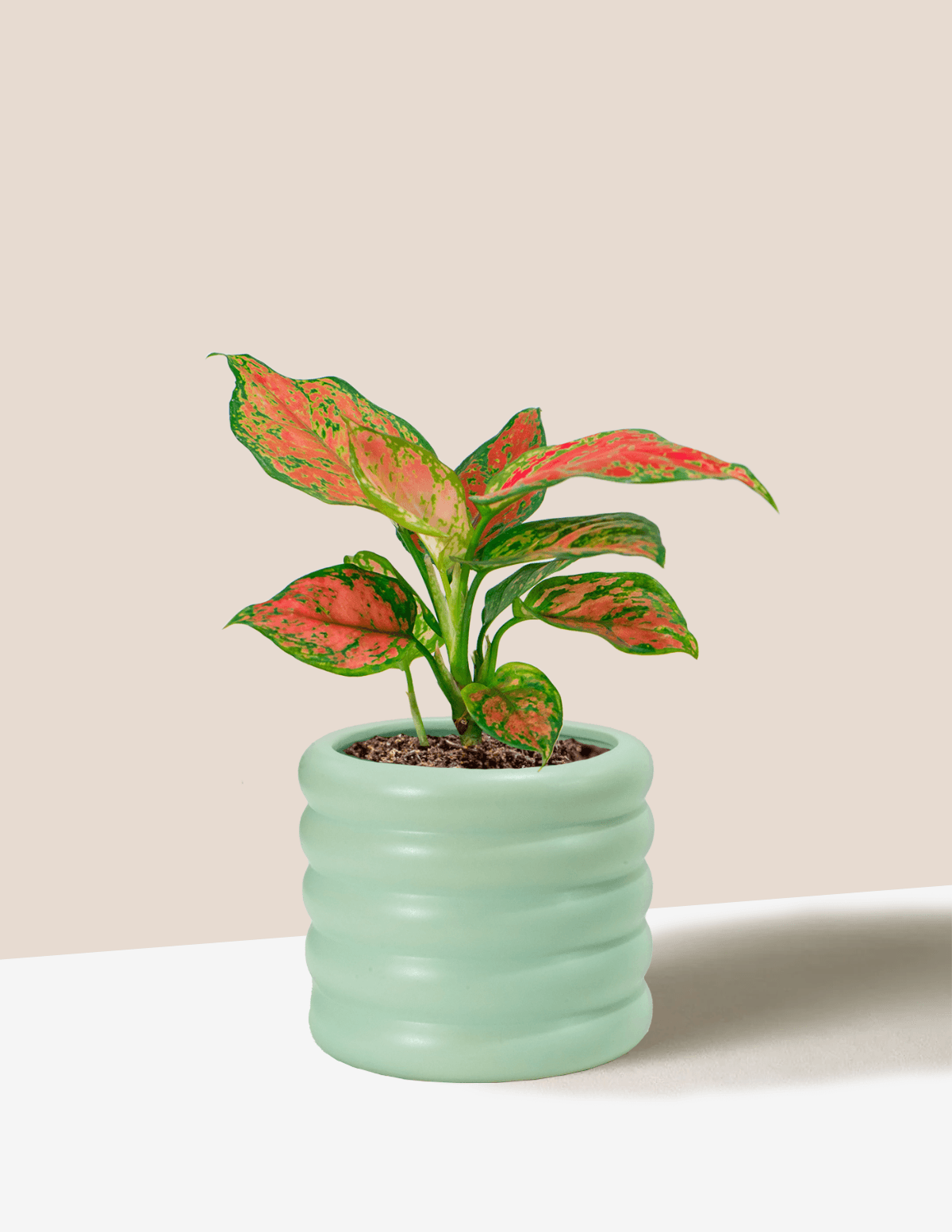 Aglaonema Red Beauty – Plantgems