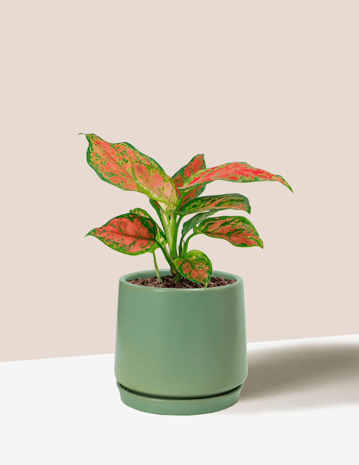 Aglaonema Red Beauty – Plantgems
