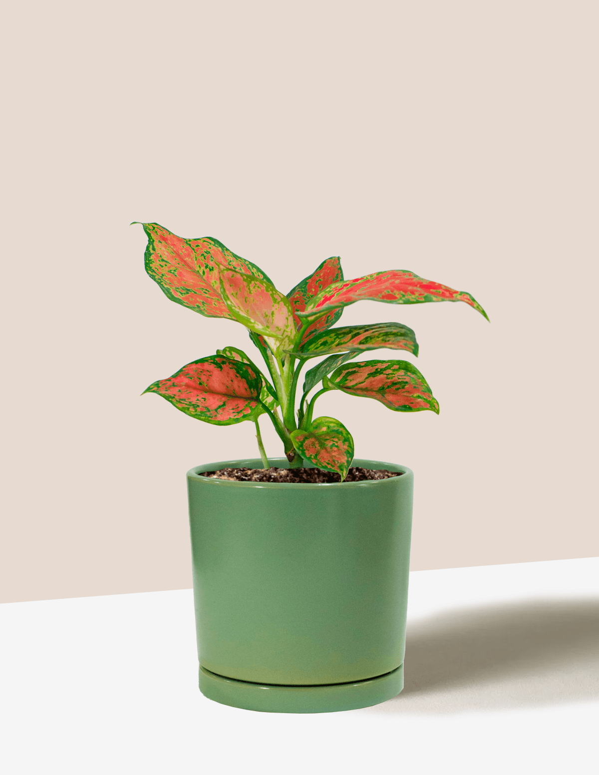 Aglaonema Red Beauty | Plantgems