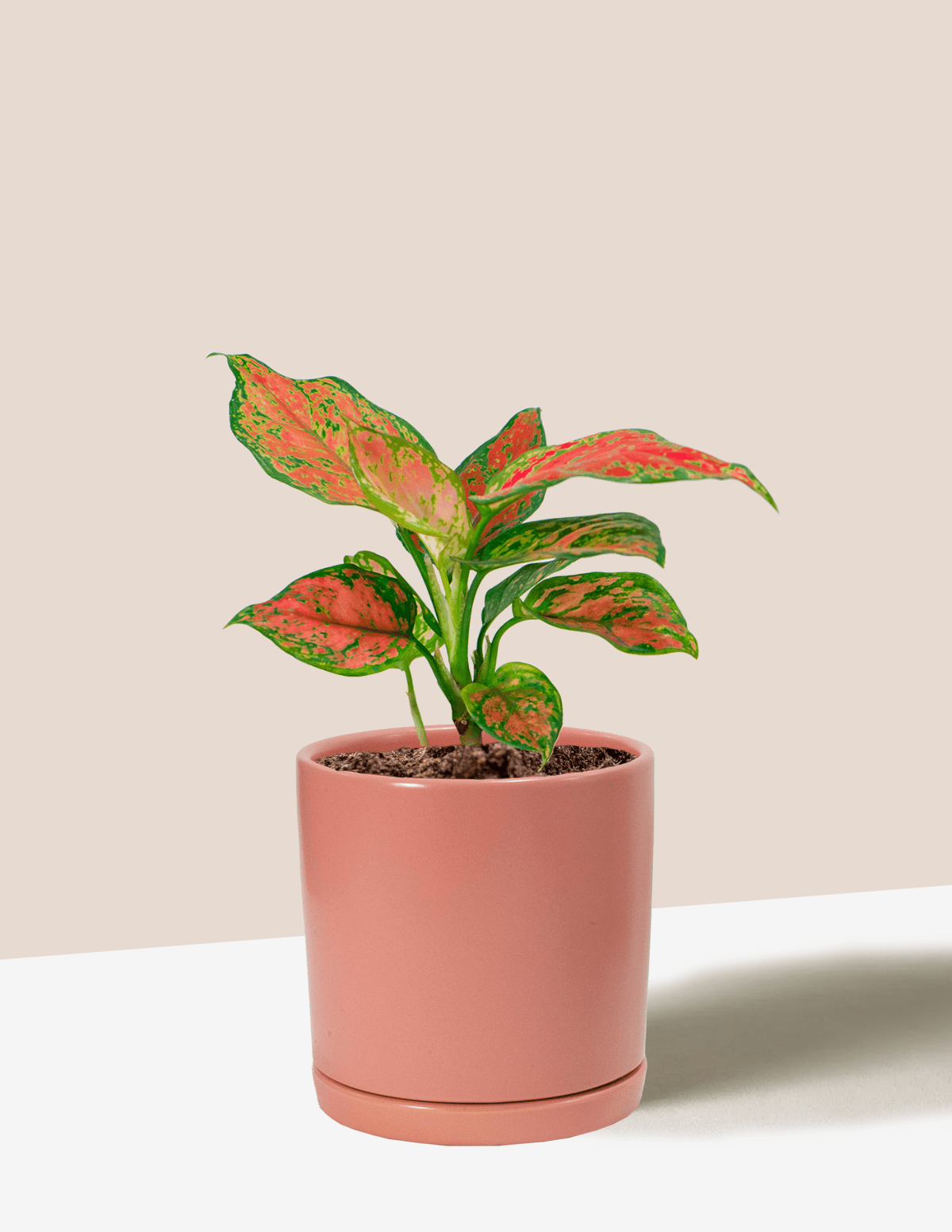 Aglaonema Red Beauty | Plantgems