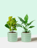 Peace Lily Domino and Ficus Bambino – Plantgems
