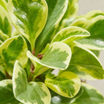 Peperomia Albo Marginata