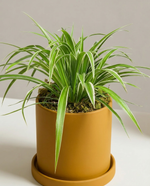 Spider Plant