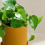 Pothos Green Dragon