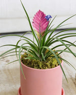 Tillandsia Cyanea