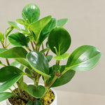 Peperomia Obtipan Green