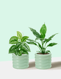 Peace Lily Domino and Satin – Plantgems